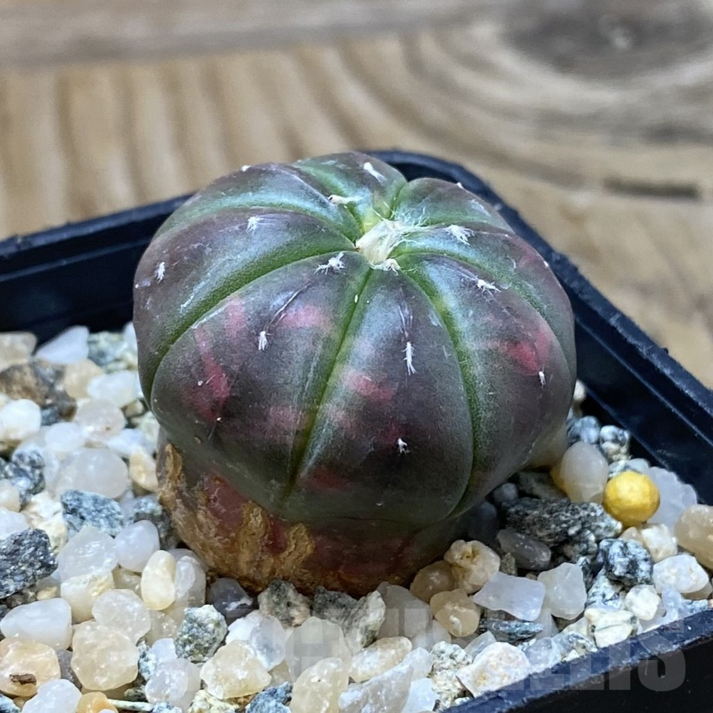 SH11211 Astrophytum asterias ‘Red Purple Skin’ f. variegata - Image 2