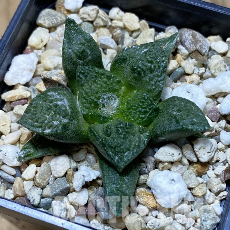 SH11155 Ariocarpus fissuratus ‘Godzilla’ hybrid , seedling
