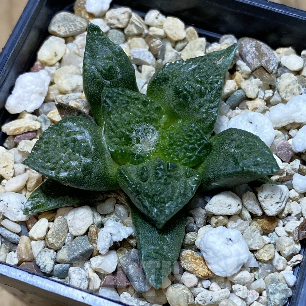 SH11155 Ariocarpus fissuratus ‘Godzilla’ hybrid , seedling