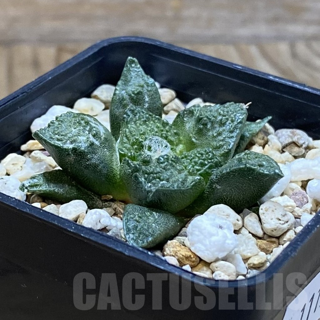 SH11155 Ariocarpus fissuratus ‘Godzilla’ hybrid , seedling - Image 2