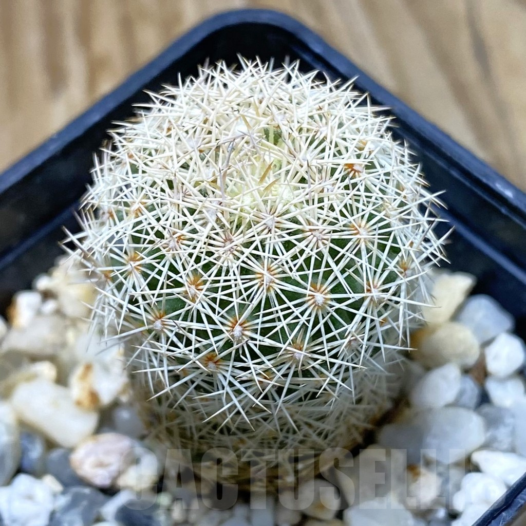 SH11158 Coryphantha werdermannii RUS 35