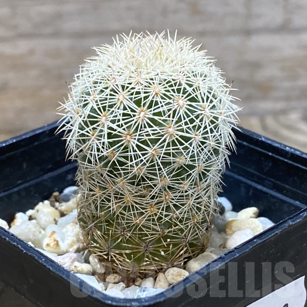 SH11158 Coryphantha werdermannii RUS 35 - Image 2