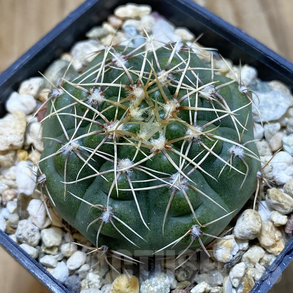 SH11160 Gymnocalycium gaponii VG 503
