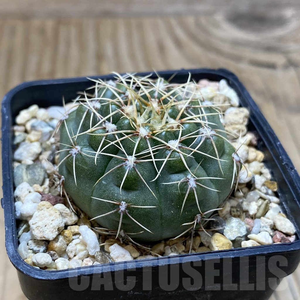 SH11160 Gymnocalycium gaponii VG 503 - immagine 2