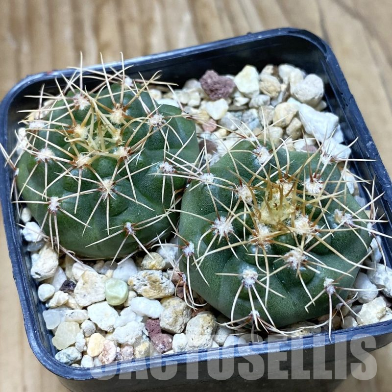 SH11161 Gymnocalycium gaponii VG 503, 2 plants