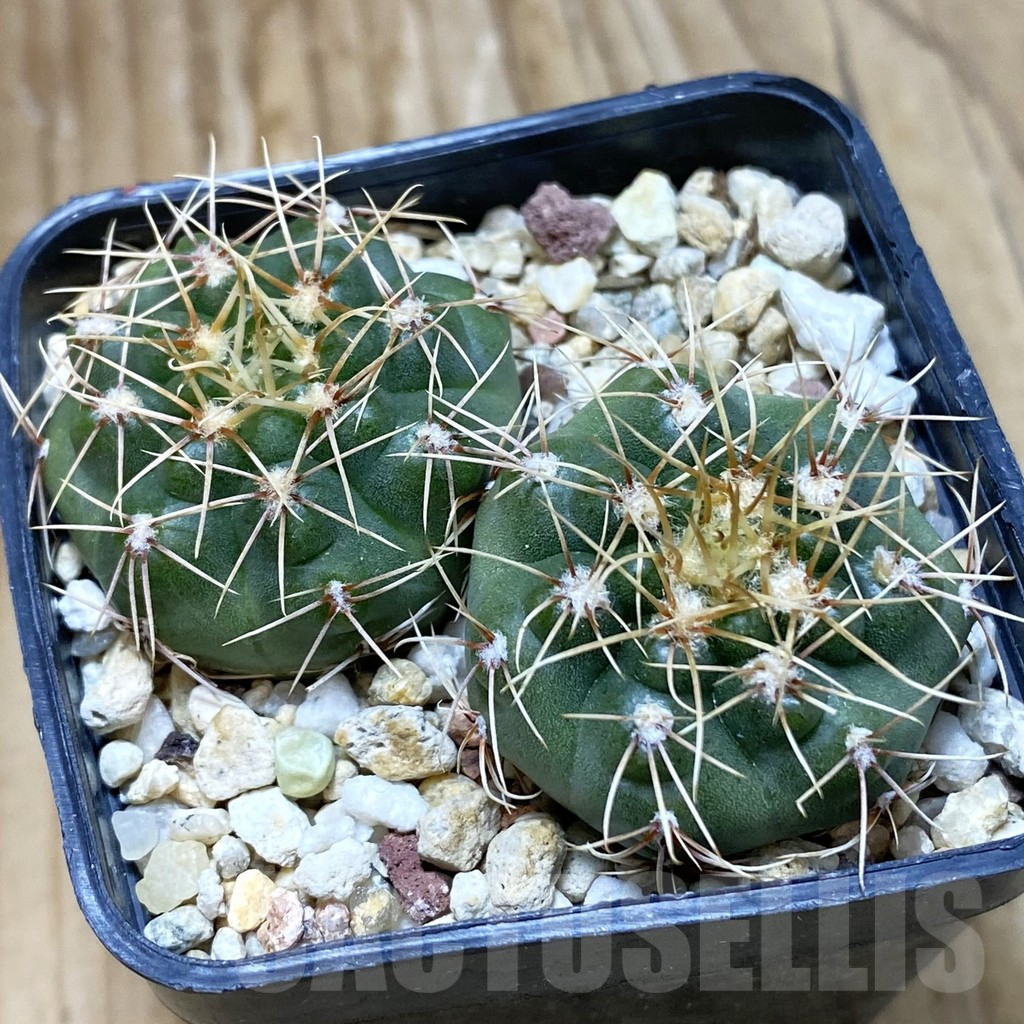 SH11161 Gymnocalycium gaponii VG 503, 2 plants