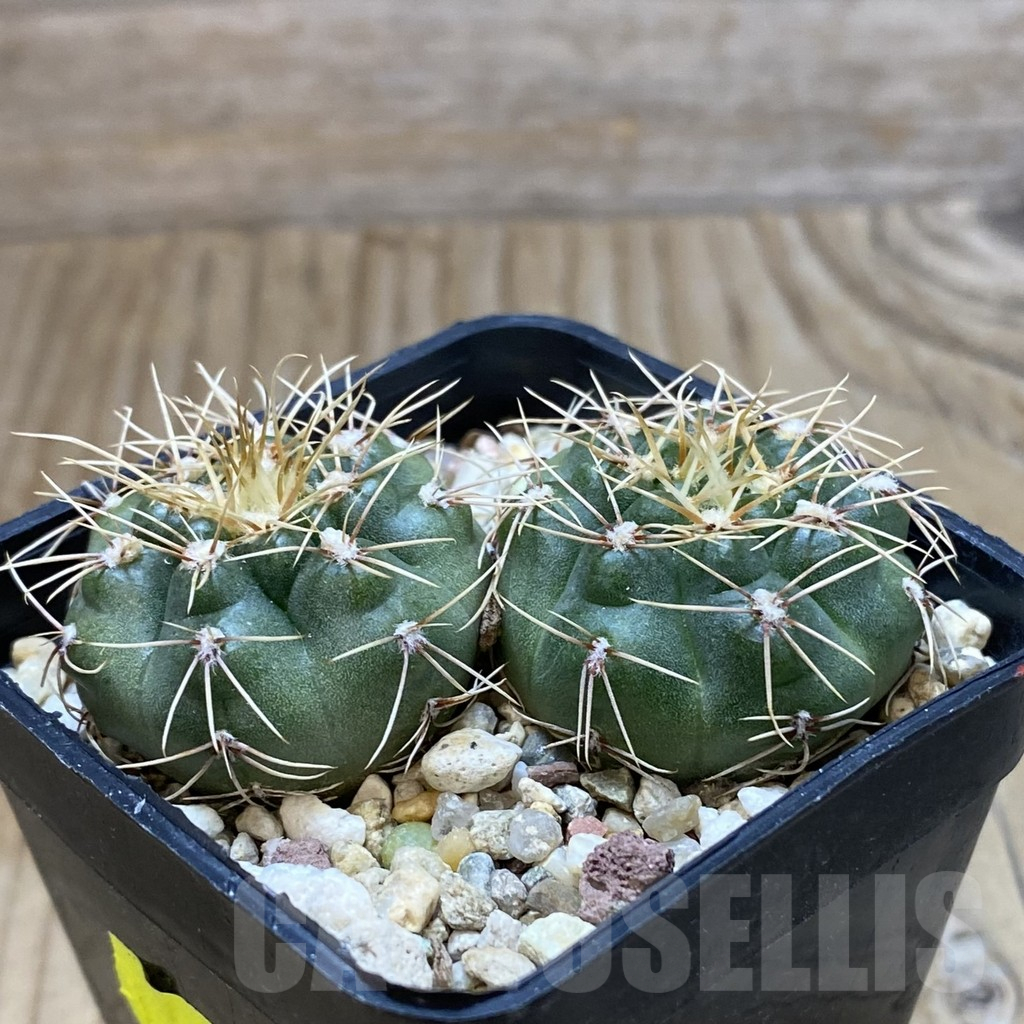 SH11161 Gymnocalycium gaponii VG 503, 2 plants - Image 2