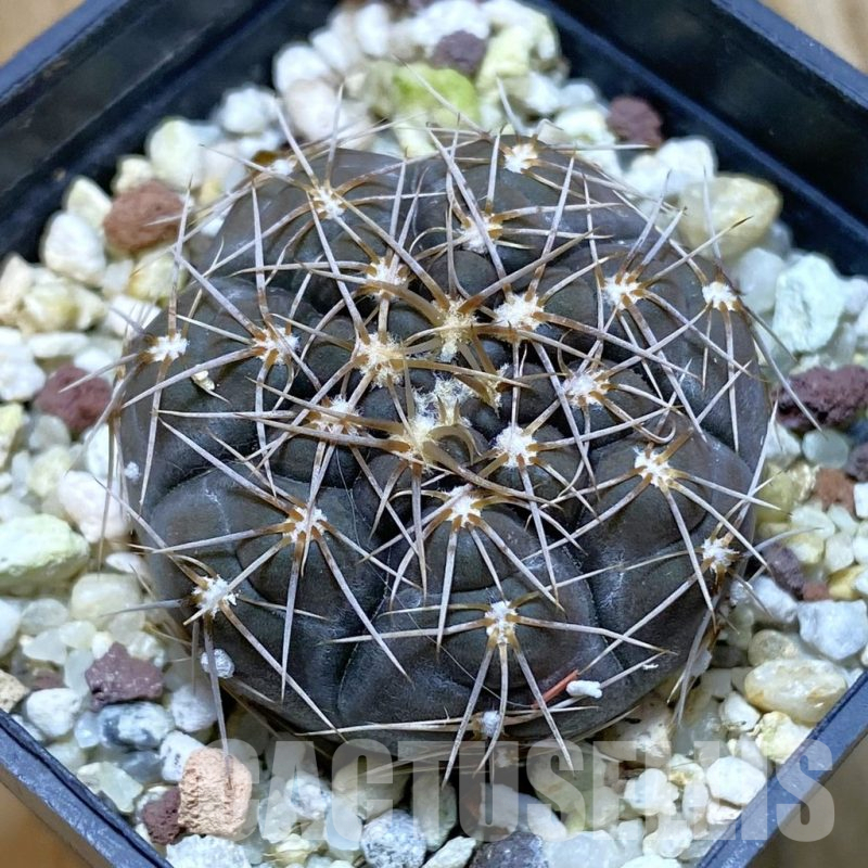 SH11162 Gymnocalycium taningaense VG 306