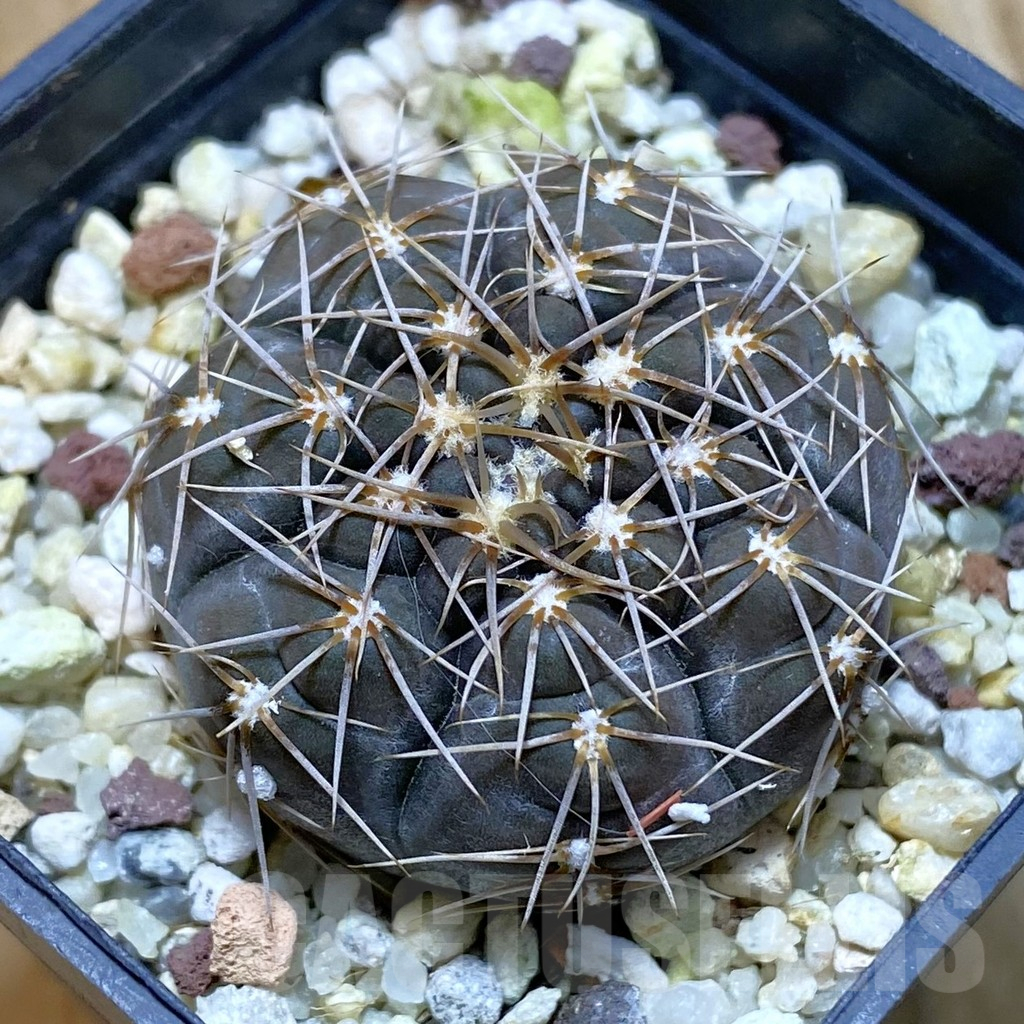SH11162 Gymnocalycium taningaense VG 306