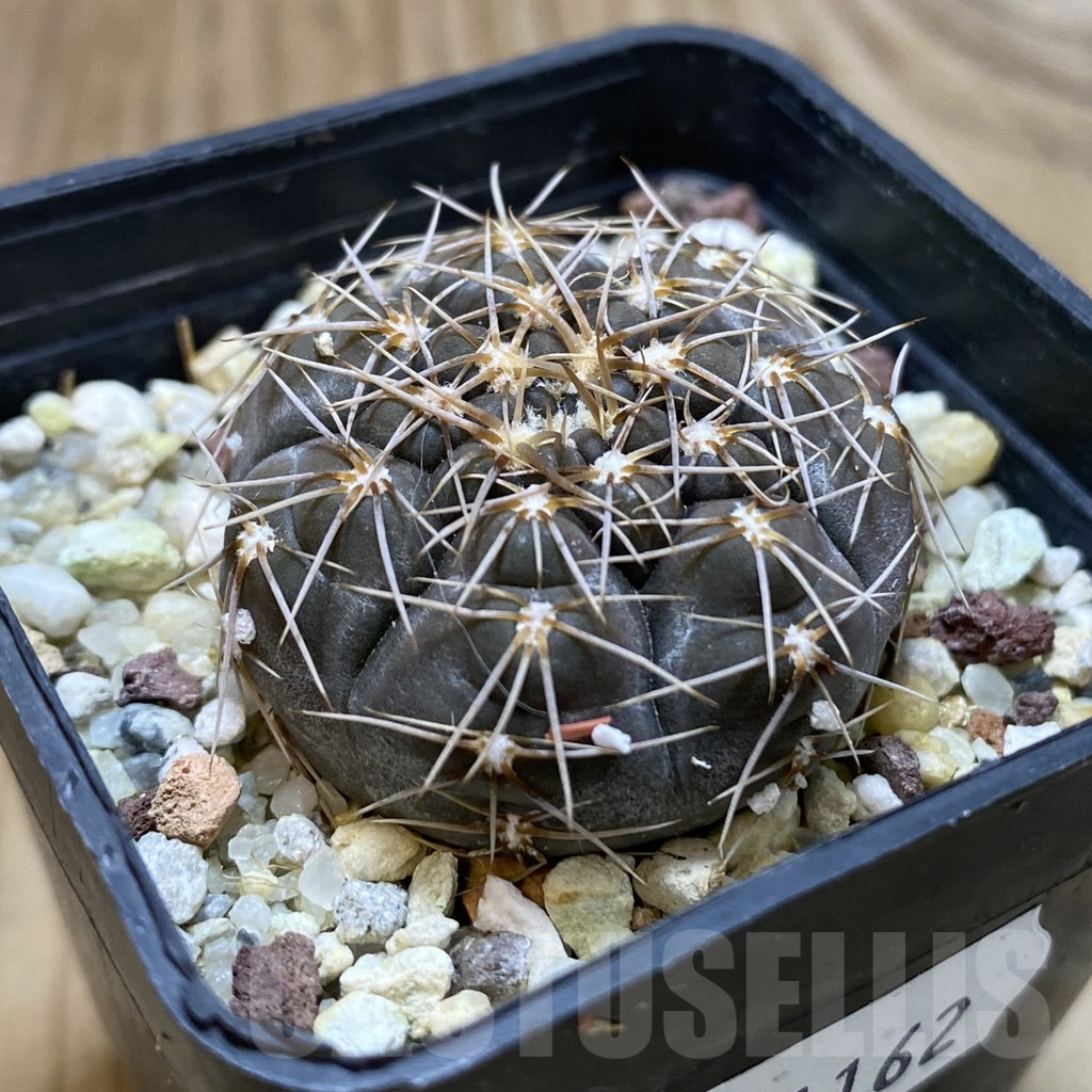 SH11162 Gymnocalycium taningaense VG 306 - Image 2