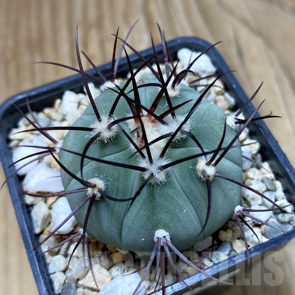 SH11163 Gymnocalycium cabreraense VOS 2122