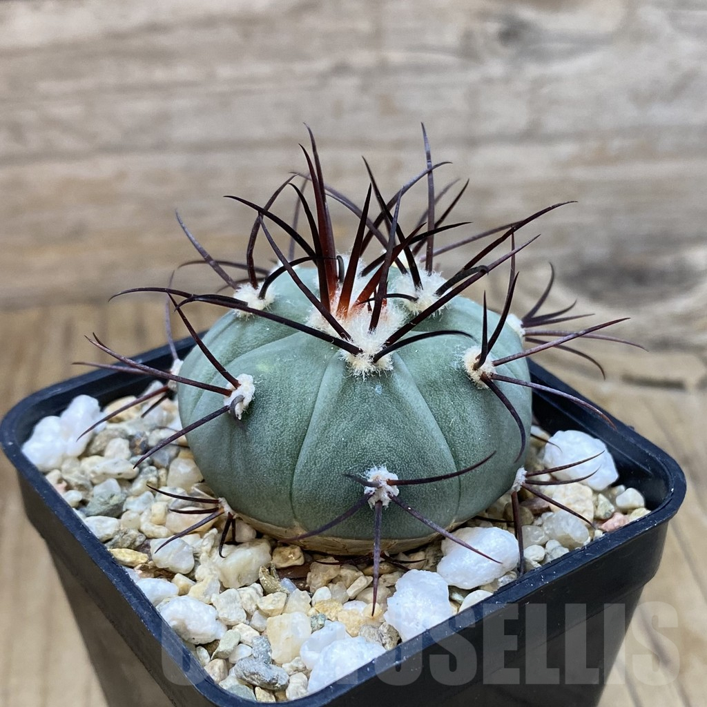 SH11163 Gymnocalycium cabreraense VOS 2122 - Image 2