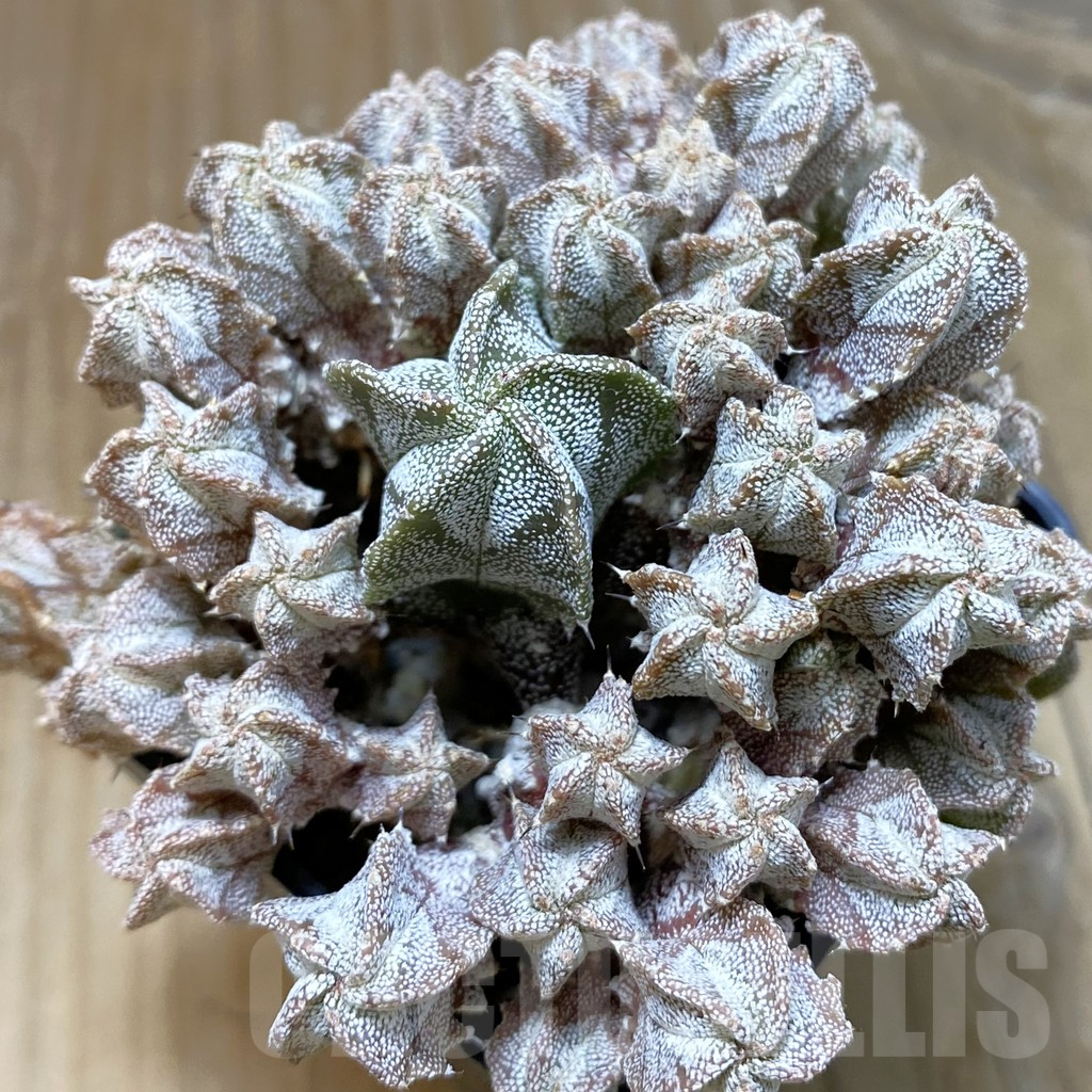 SH11149 Astrophytum myriostigma f. caespitosa, seedling