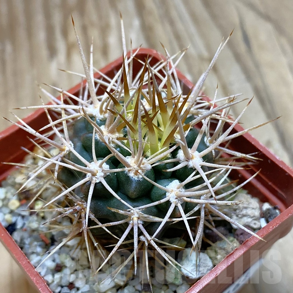 SH11164 Gymnocalycium neuhuberi