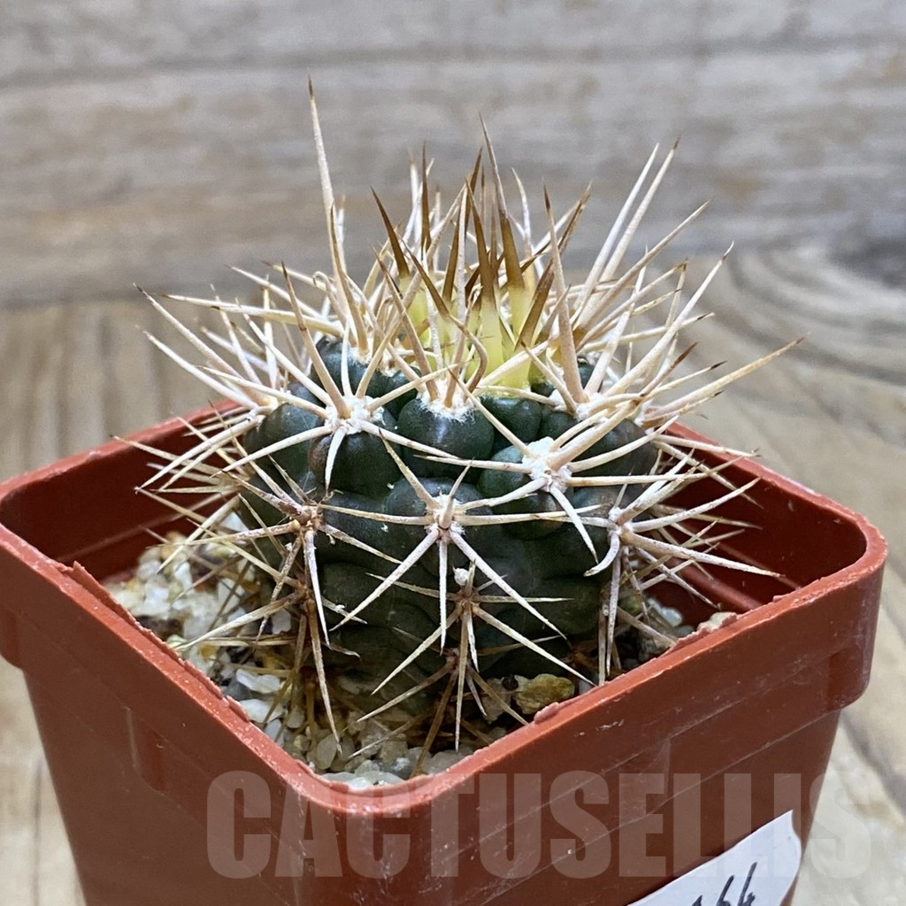 SH11164 Gymnocalycium neuhuberi - Image 2