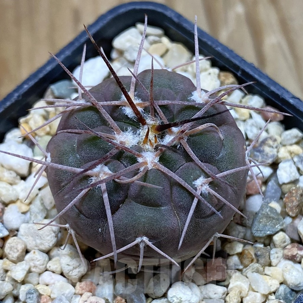 SH11165 Gymnocalycium ferrarii
