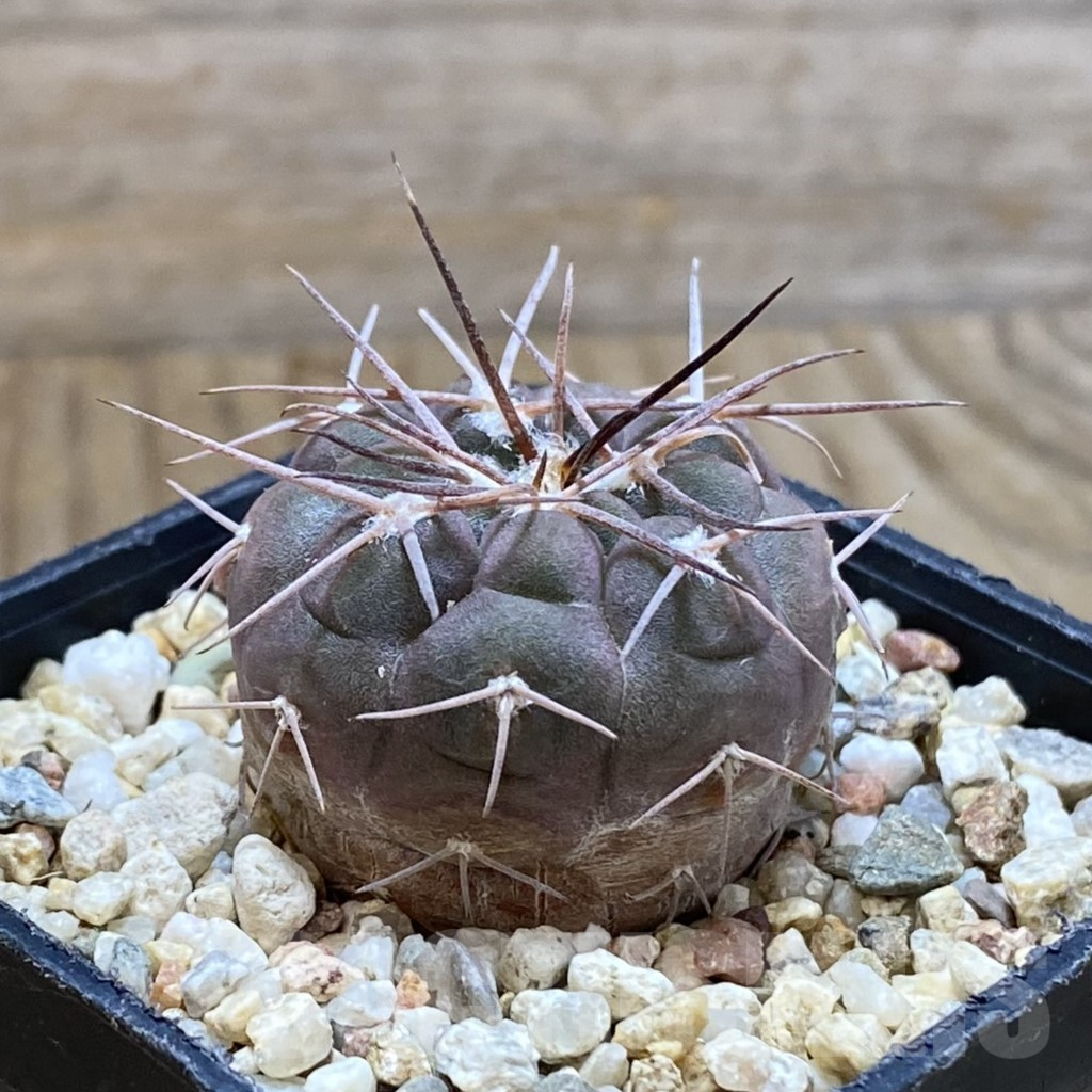SH11165 Gymnocalycium ferrarii - Image 2