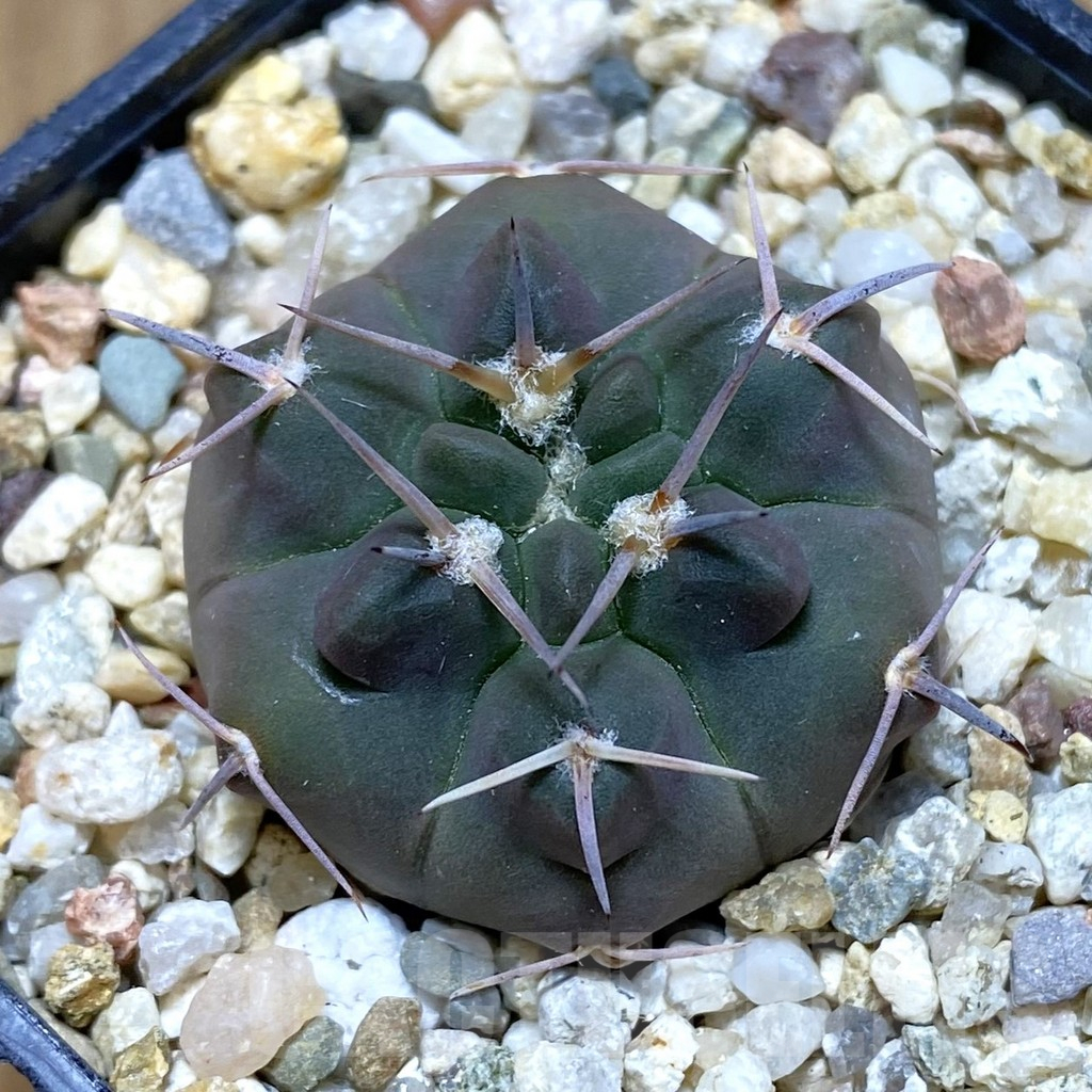 SH11166 Gymnocalycium chubutense RUS 364