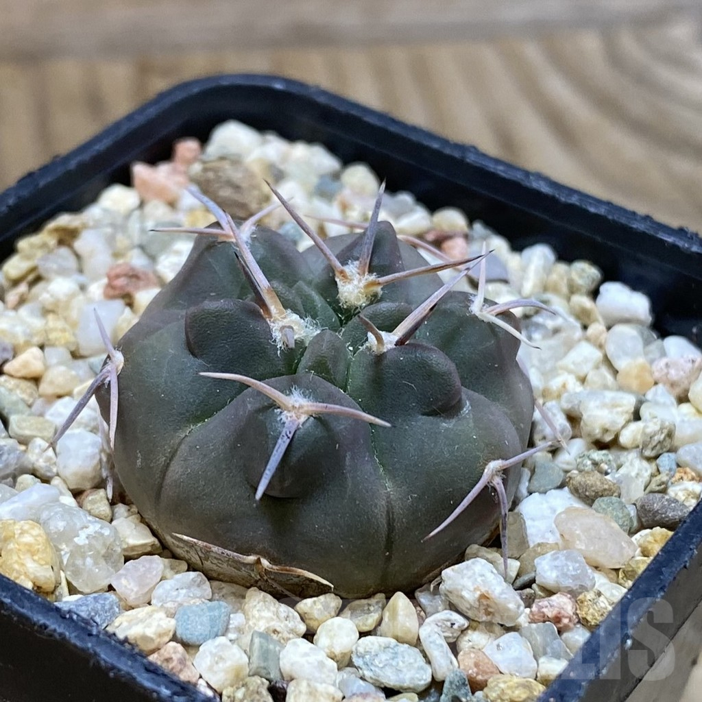 SH11166 Gymnocalycium chubutense RUS 364 - Imagen 2