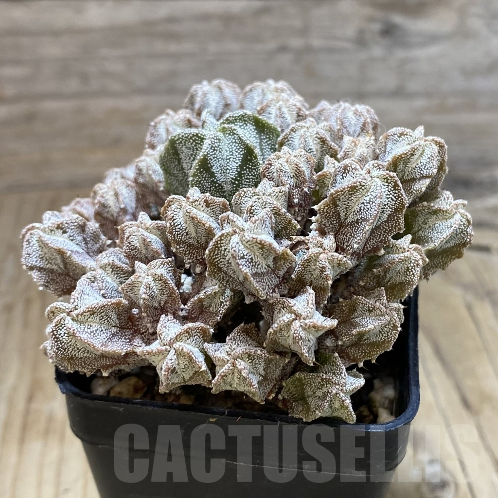 SH11149 Astrophytum myriostigma f. caespitosa, seedling - Image 2