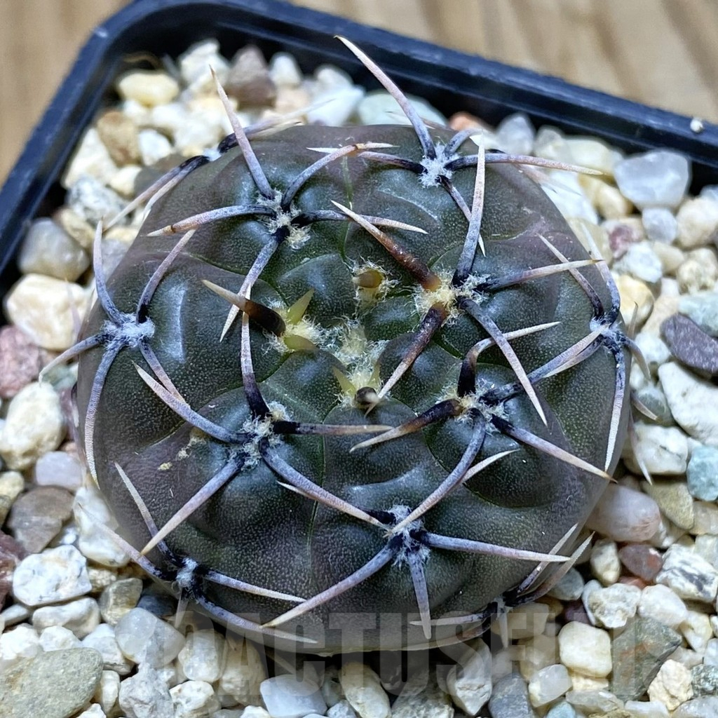 SH11168 Gymnocalycium kieslingii v. castaneum VG 201