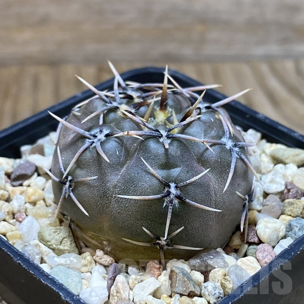 SH11168 Gymnocalycium kieslingii v. castaneum VG 201 - Obrázek 2