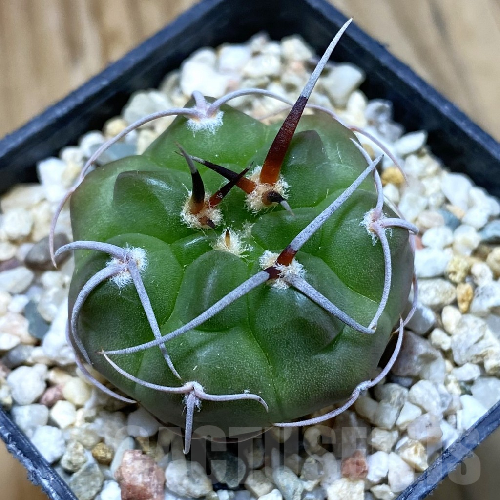 SH11170 Gymnocalycium ferocior