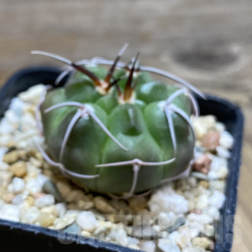 SH11170 Gymnocalycium ferocior - Obrázek 2