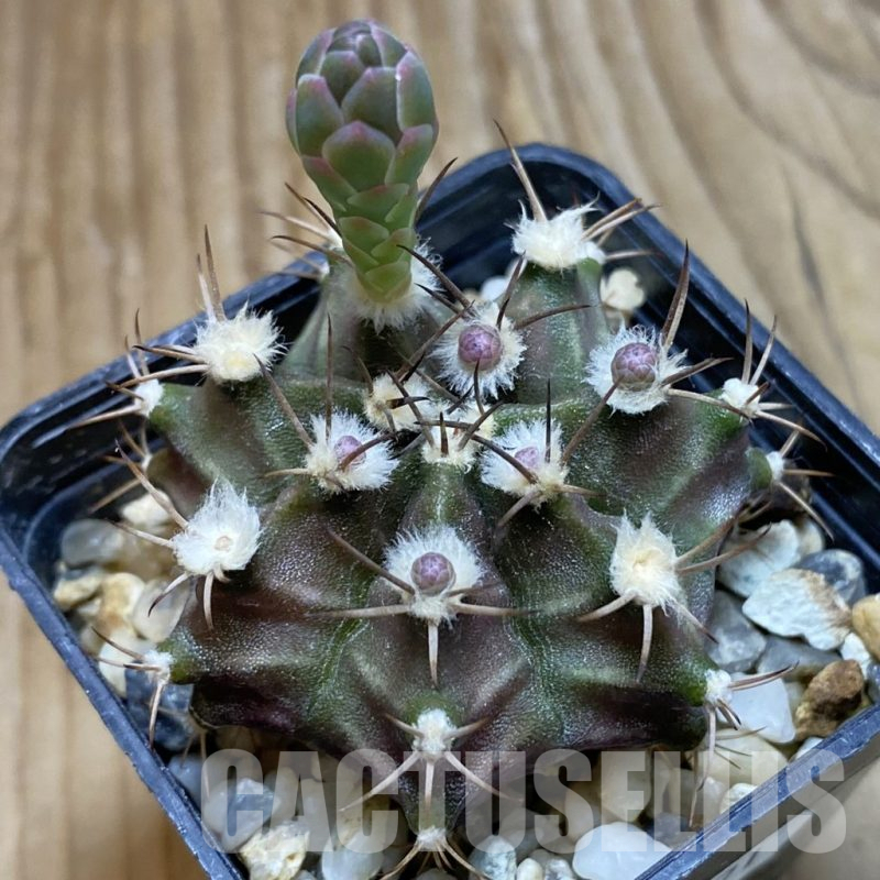 SH11171 Gymnocalycium mihanovichii 7-ribs