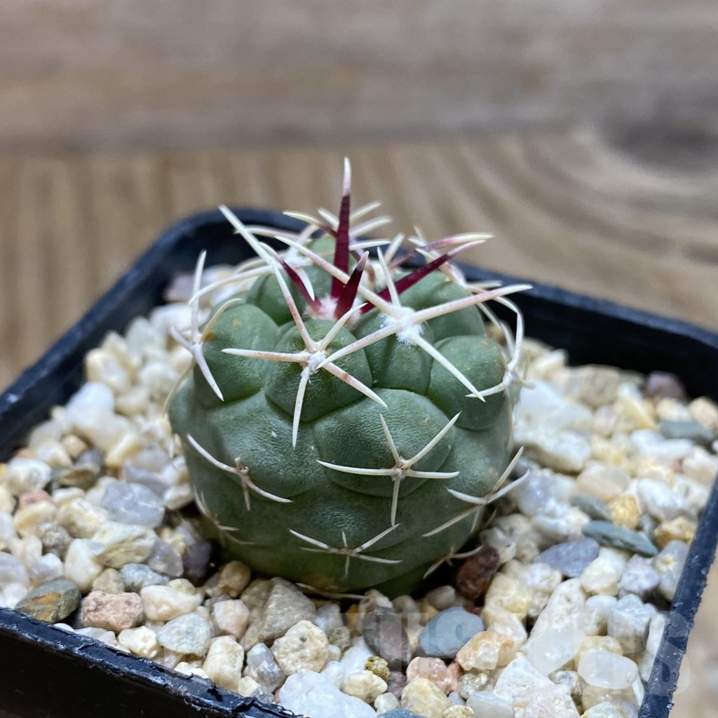 SH11172 Thelocactus hexaedrophorus v. decipiens - Image 2