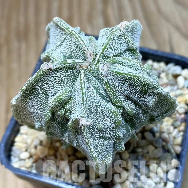 SH11150 Astrophytum myriostigma ‘Fukuryu’
