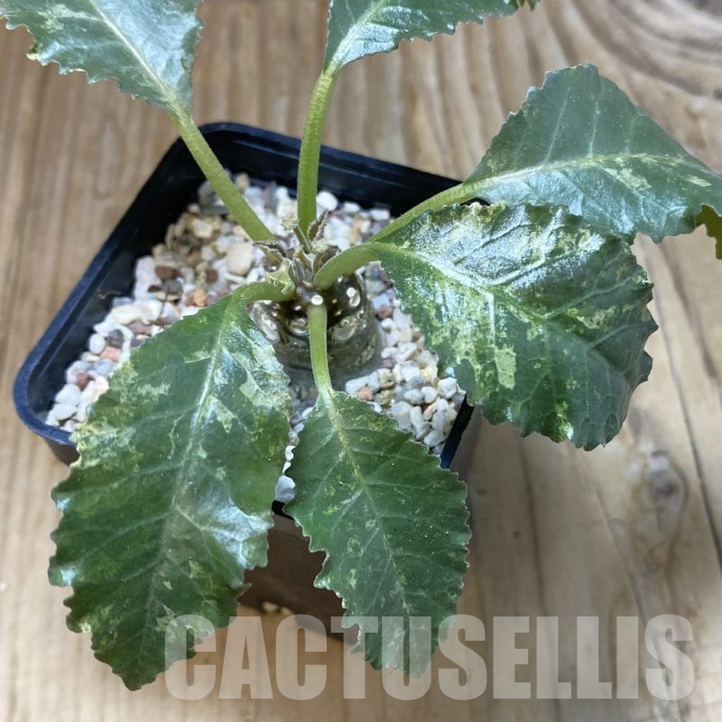 SH11176 Dorstenia hybrid f. variegata