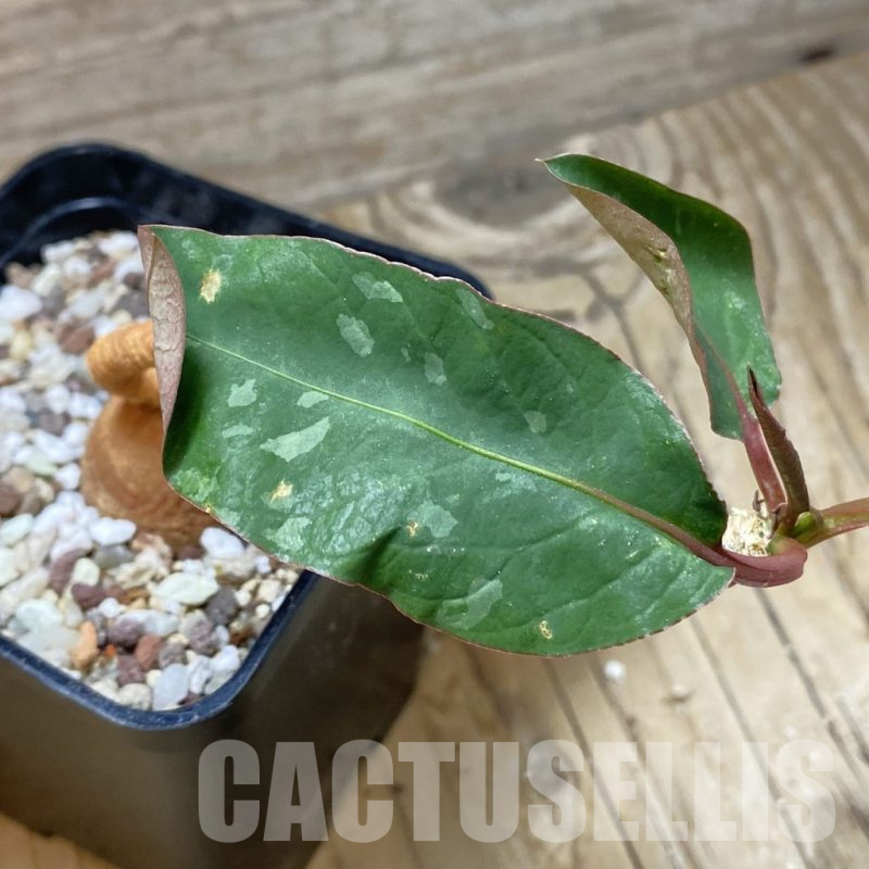 SH11179 Euphorbia cremersii 'Red Tuber'