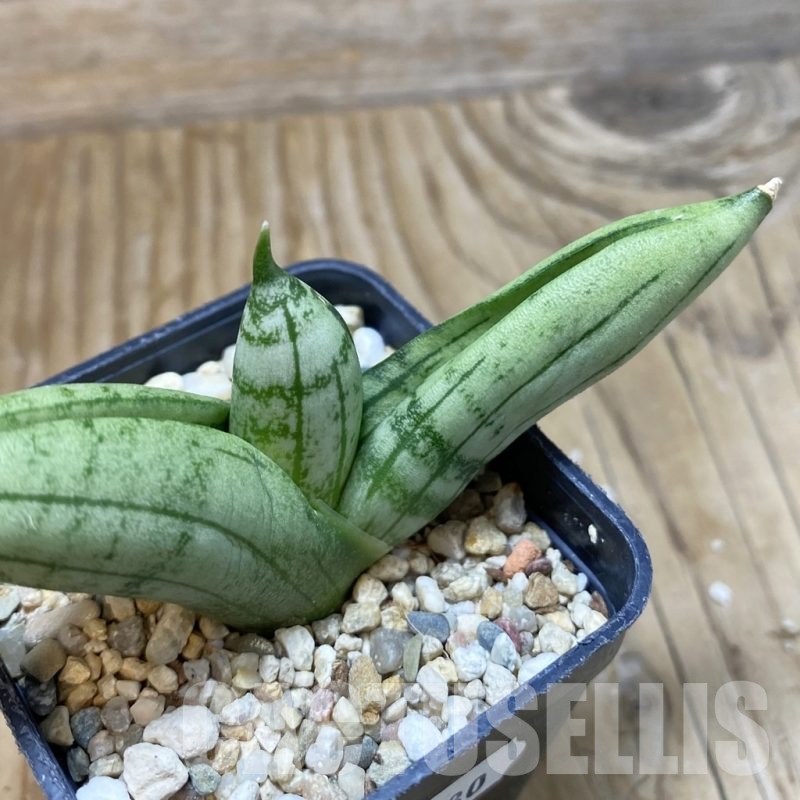 SH11180 Sansevieria 'Meedee'