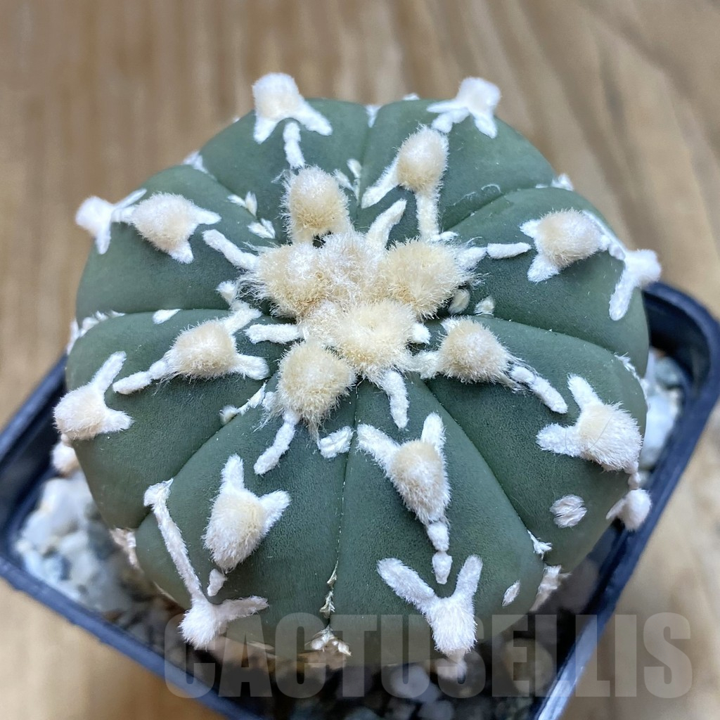 SH11307 Astrophytum asterias 'Super Kabuto' V-type f. nudum