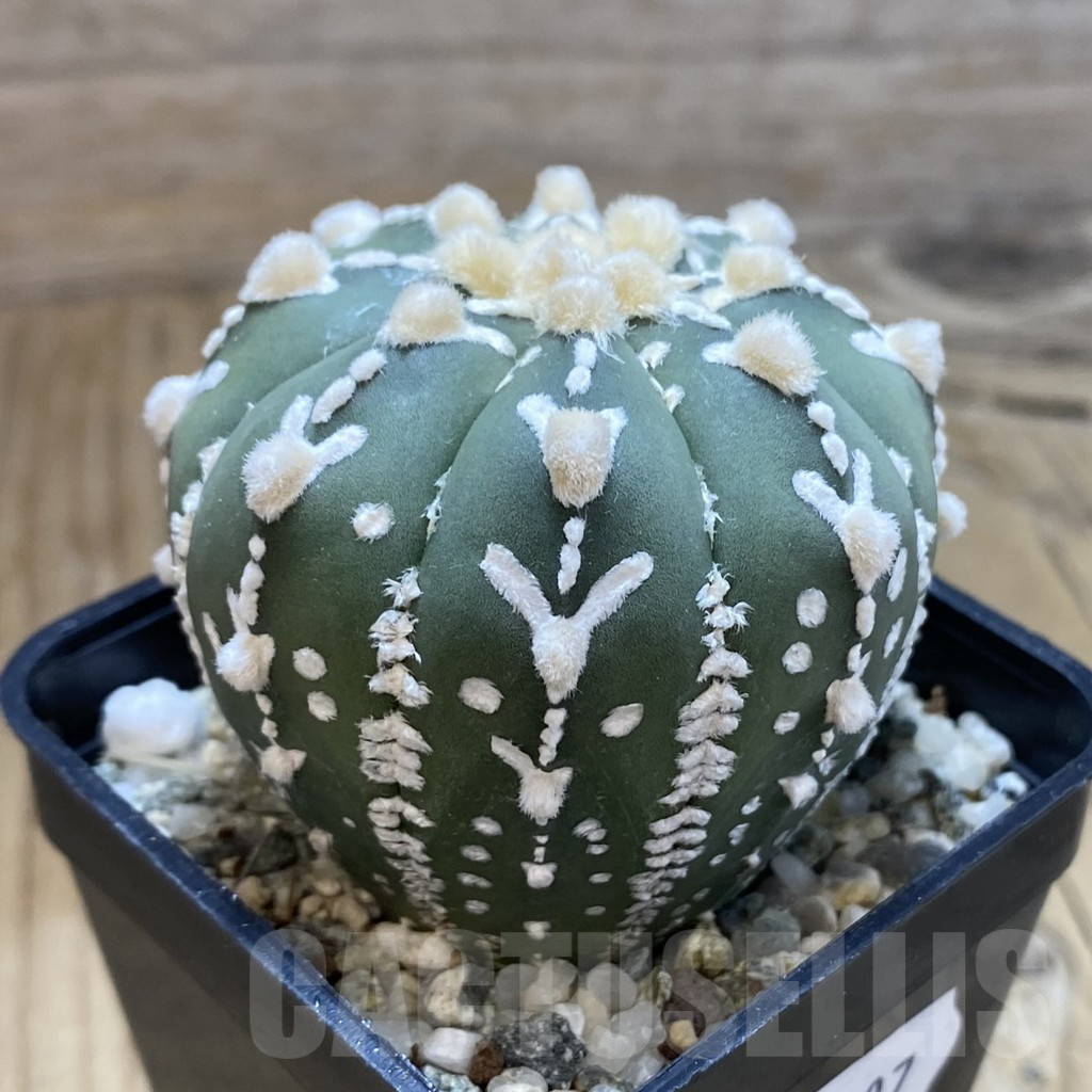 SH11307 Astrophytum asterias 'Super Kabuto' V-type f. nudum - 画像 (2)