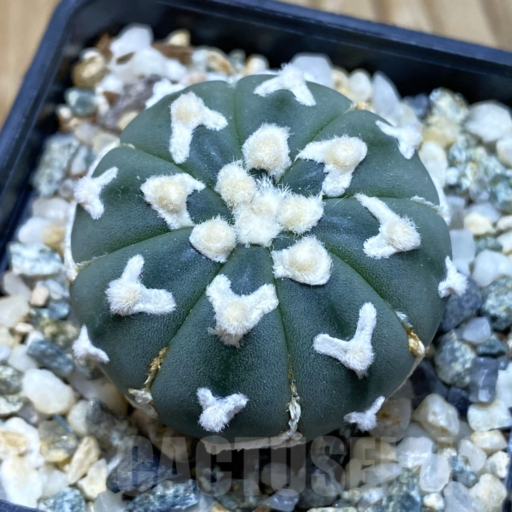 SH11308 Astrophytum asterias 'Super Kabuto' V-type f. nudum