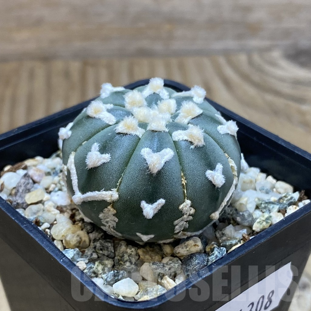 SH11308 Astrophytum asterias 'Super Kabuto' V-type f. nudum - Image 2