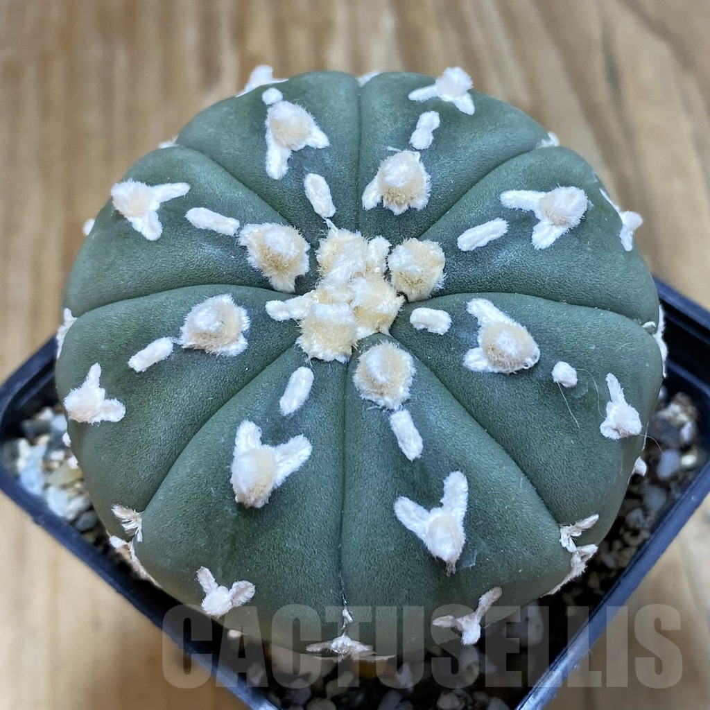 SH11309 Astrophytum asterias 'Super Kabuto' V-type f. nudum