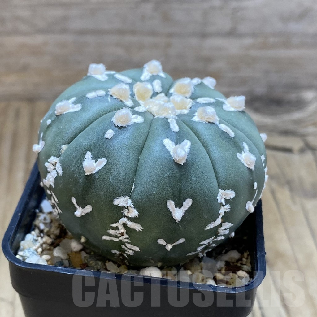 SH11309 Astrophytum asterias 'Super Kabuto' V-type f. nudum - Image 2