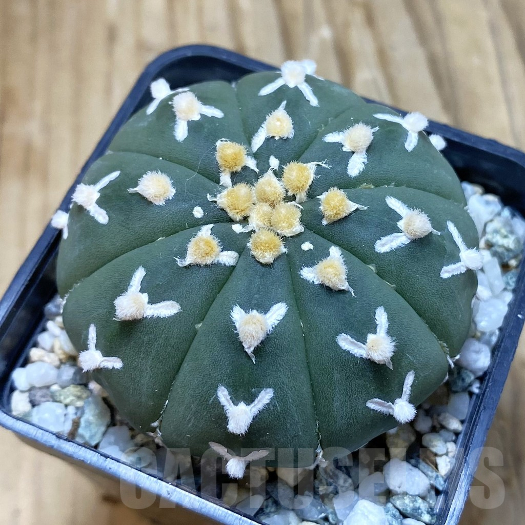 SH11310 Astrophytum asterias 'Super Kabuto' V-type f. nudum