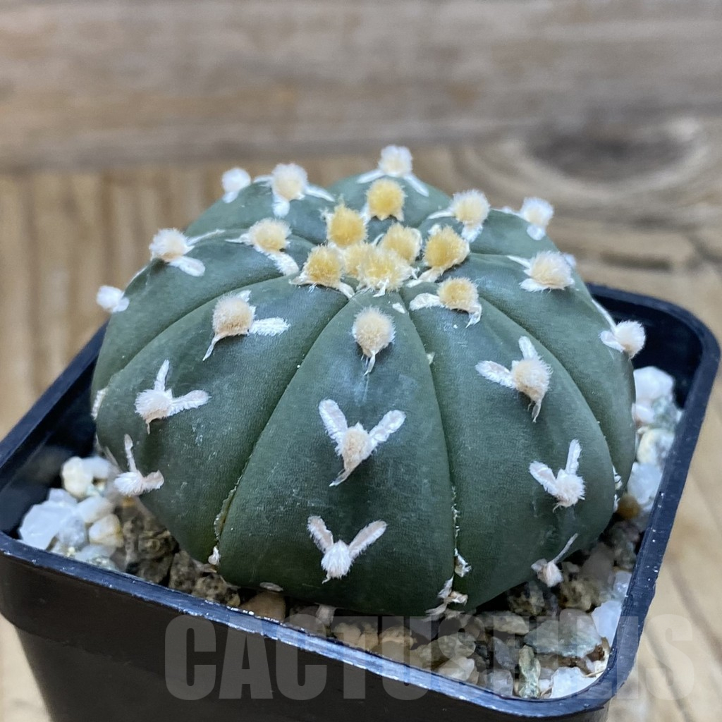 SH11310 Astrophytum asterias 'Super Kabuto' V-type f. nudum – Image 2