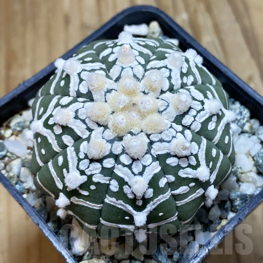 SH11312 Astrophytum asterias ‘Super Kabuto’ V-Type