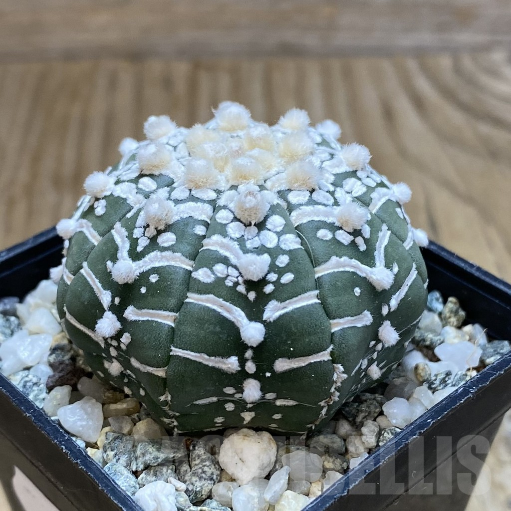 SH11312 Astrophytum asterias ‘Super Kabuto’ V-Type – Image 2