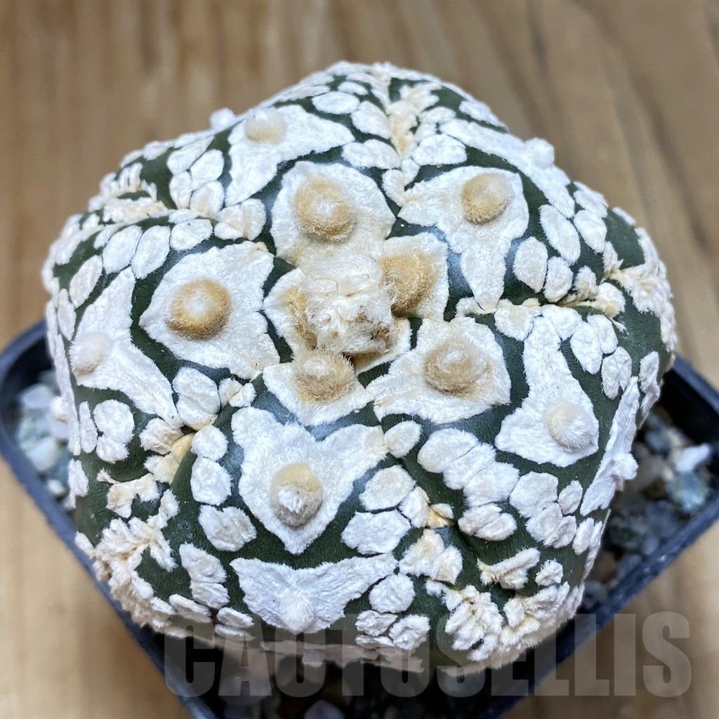 SH11313 Astrophytum asterias ‘Super Kabuto’ V-Type, 5-ribs