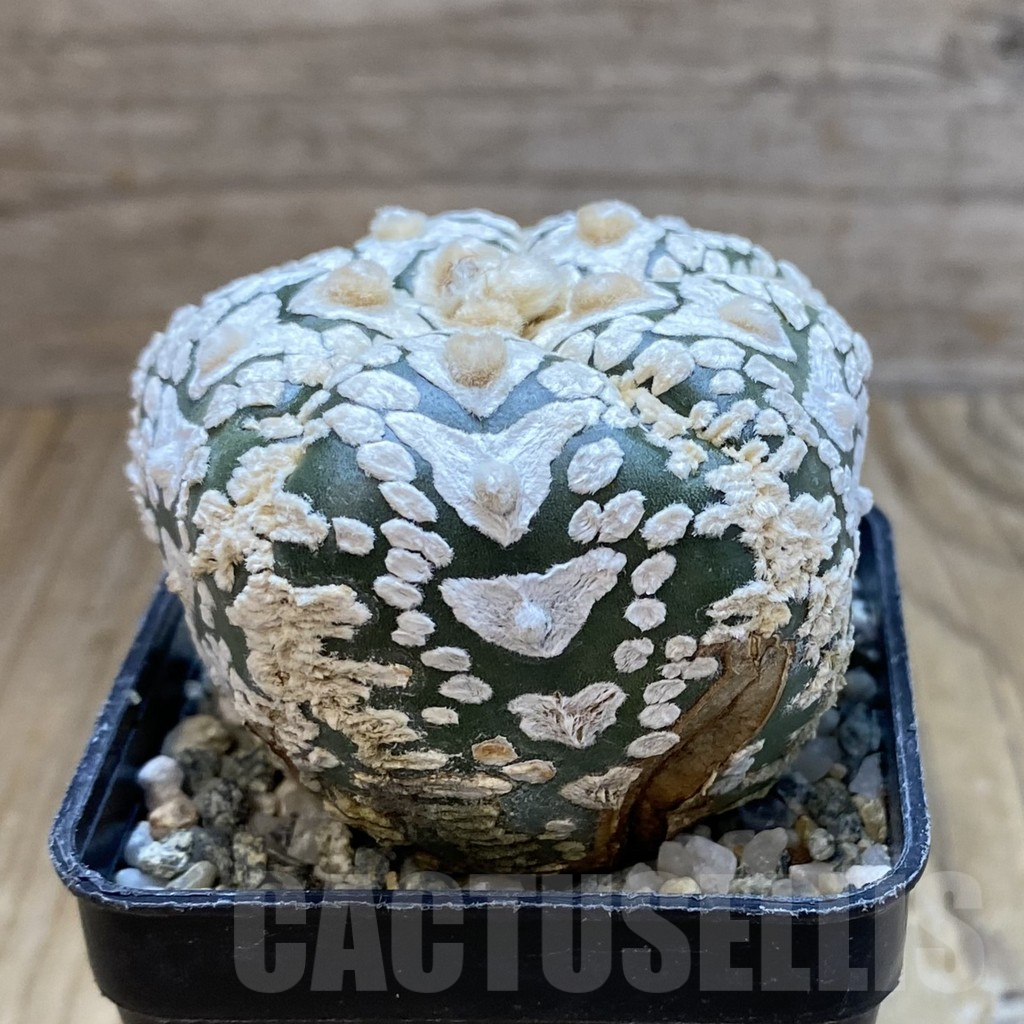 SH11313 Astrophytum asterias ‘Super Kabuto’ V-Type, 5-ribs - Image 2