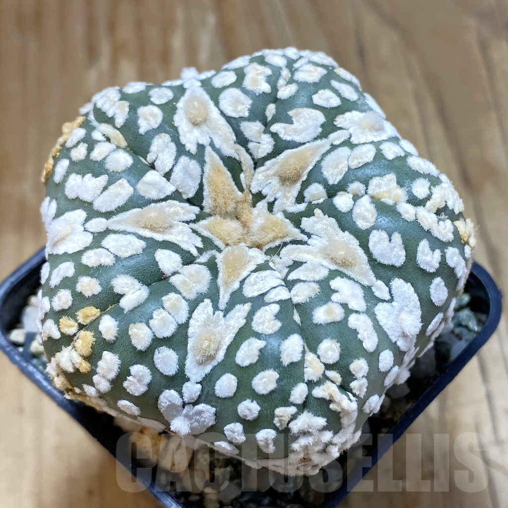 SH11314 Astrophytum asterias ‘Super Kabuto’ V-Type, 5-ribs