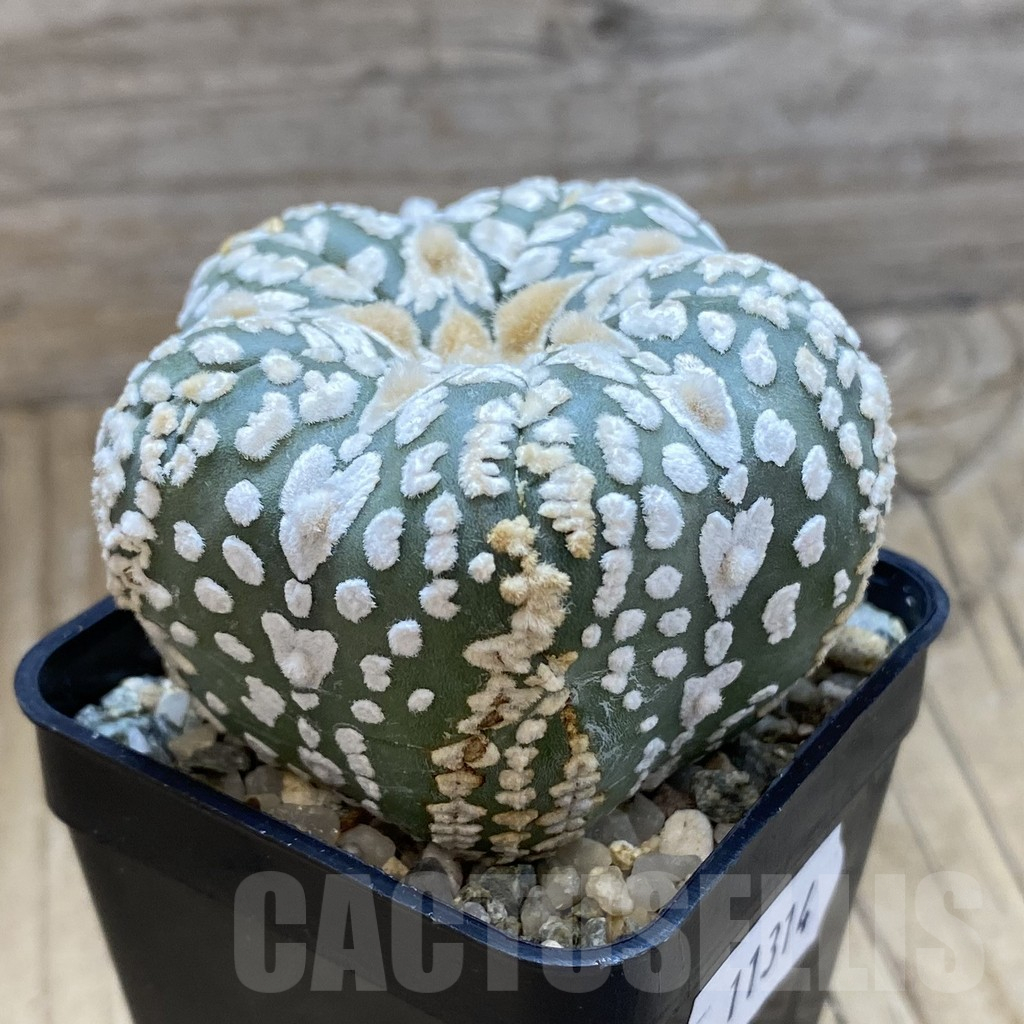 SH11314 Astrophytum asterias ‘Super Kabuto’ V-Type, 5-ribs - Image 2