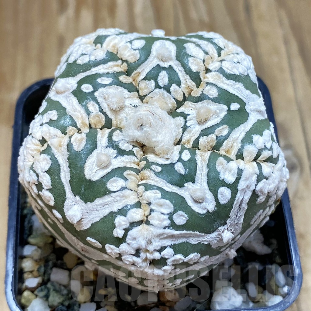 SH11315 Astrophytum asterias ‘Super Kabuto’ V-Type, 5-ribs