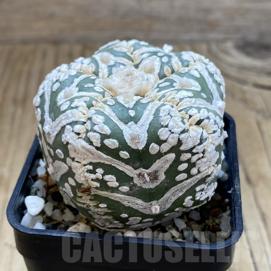 SH11315 Astrophytum asterias ‘Super Kabuto’ V-Type, 5-ribs - Image 2